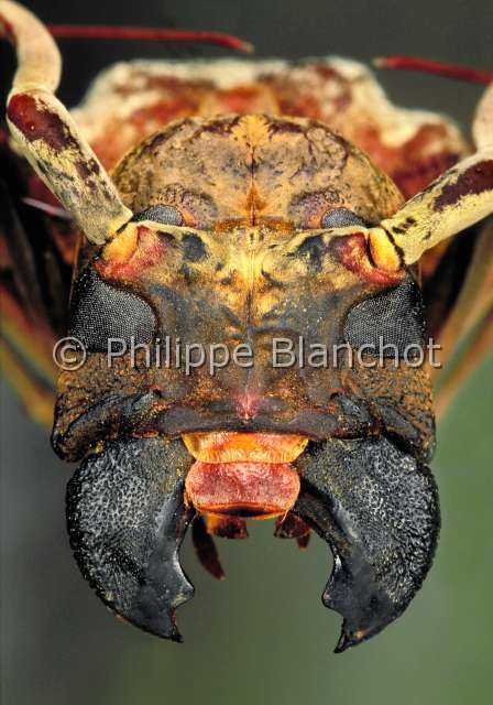 Petrognatha gigas.JPG - Petrognatha gigas (Portrait)LongicorneLong horned beetleColeopteraCerambycidaeCote d'Ivoire